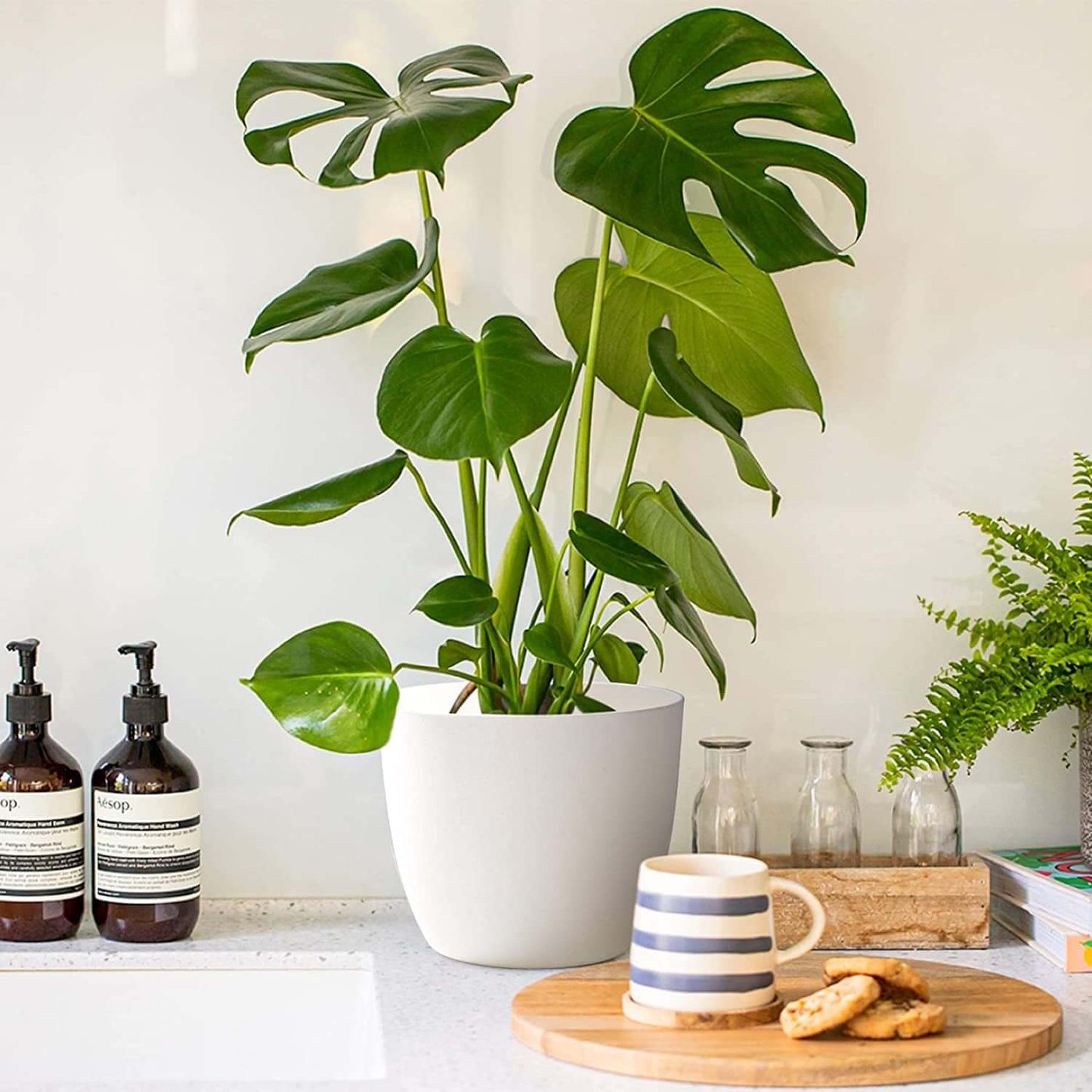 Self-watering planter with lush green houseplant on kitchen counter next to coffee mug and cookies.